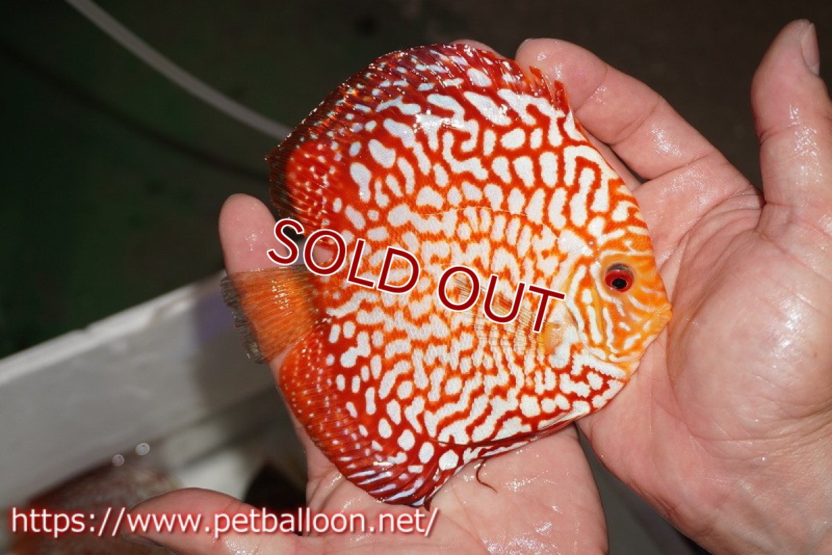 画像3: 【ディスカス】【通販】スターダストポルカドット【個体ペア販売】15cm（生体） (3)