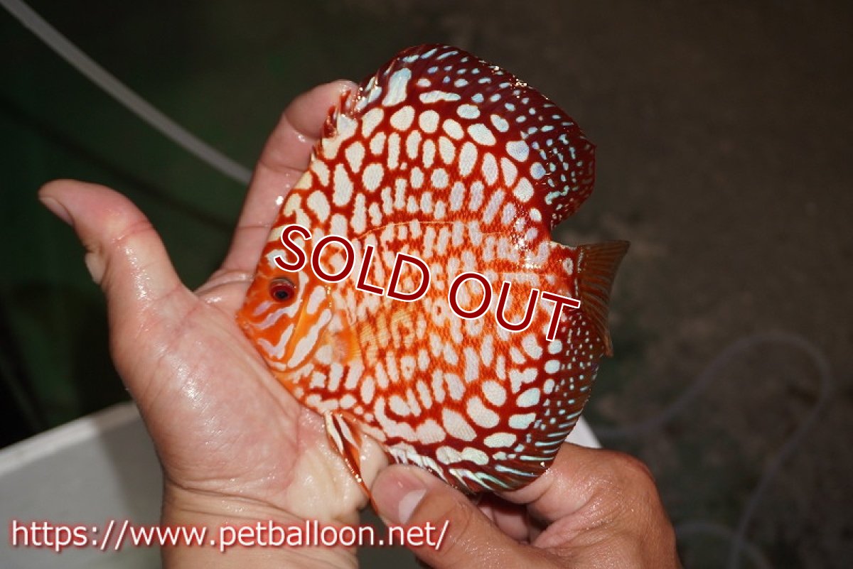 画像4: 【ディスカス】【通販】スターダストポルカドット【個体ペア販売】15cm（生体） (4)