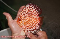 画像4: 【ディスカス】【通販】スターダストポルカドット【個体ペア販売】15cm（生体） (4)