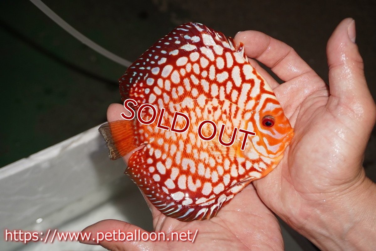 画像5: 【ディスカス】【通販】スターダストポルカドット【個体ペア販売】15cm（生体） (5)