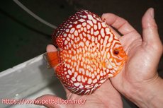 画像5: 【ディスカス】【通販】スターダストポルカドット【個体ペア販売】15cm（生体） (5)