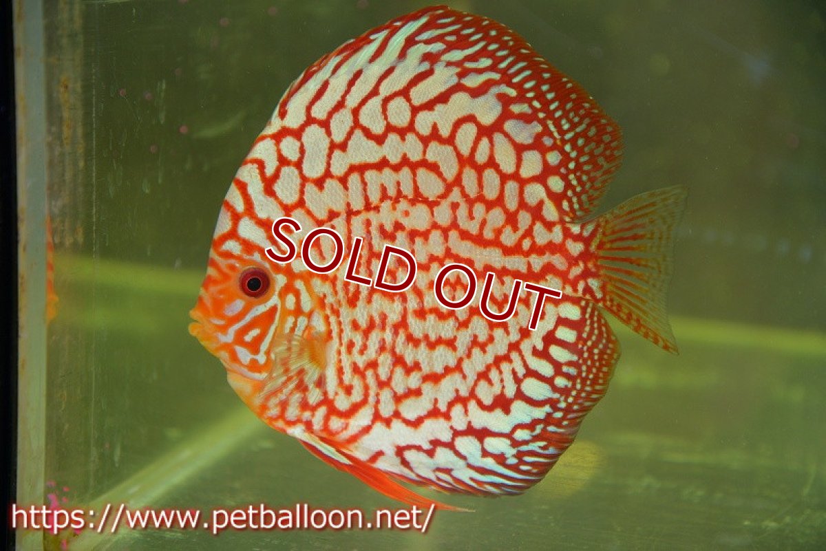 画像2: 【ディスカス】【通販】【産卵経験あり】スターダストポルカドット【個体ペア販売】15cm（生体） (2)