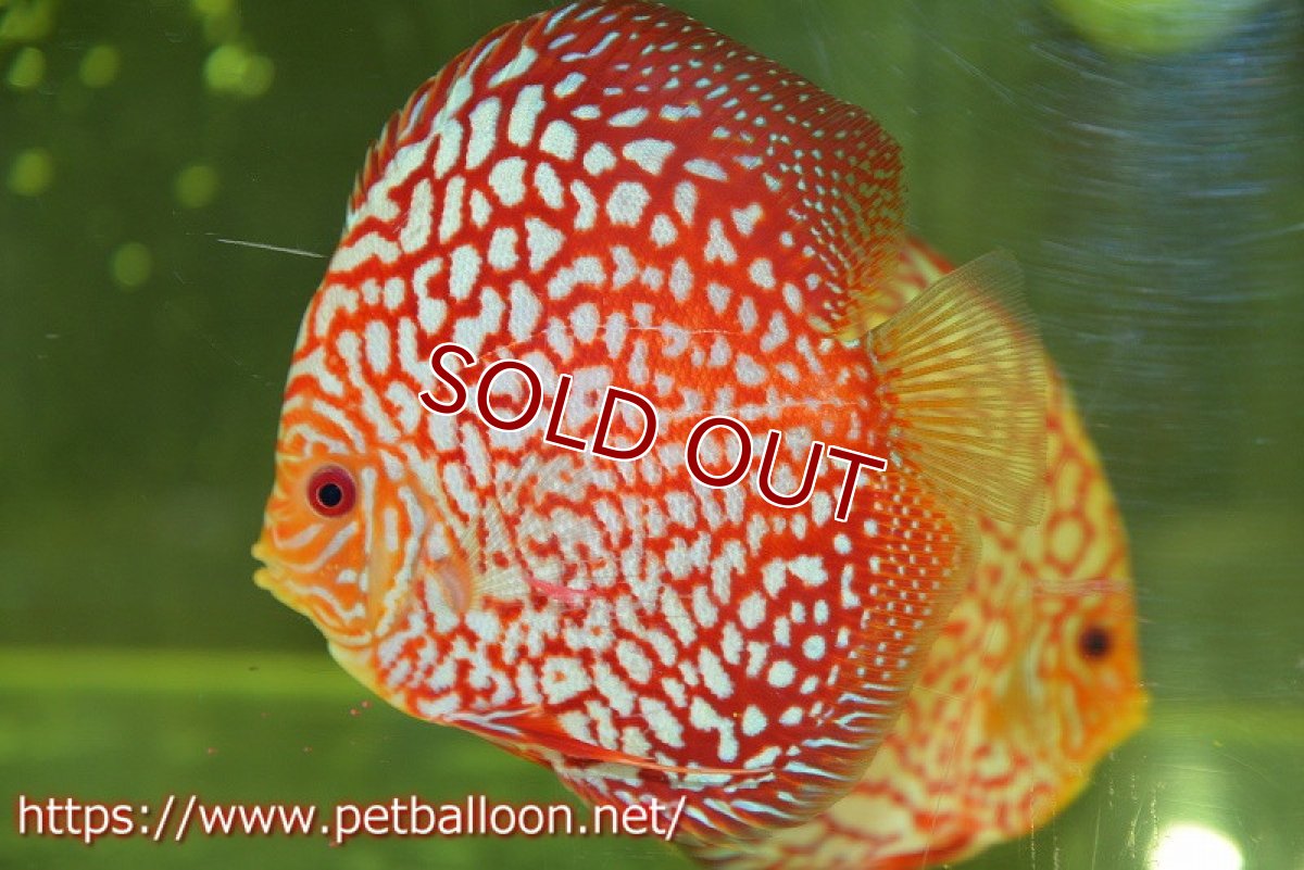 画像3: 【ディスカス】【通販】【産卵経験あり】スターダストポルカドット【個体ペア販売】15cm（生体） (3)