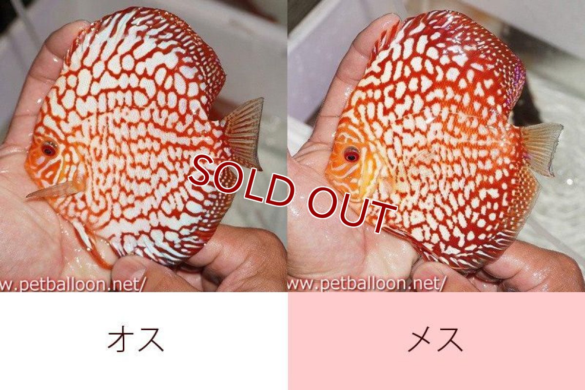 画像4: 【ディスカス】【通販】【産卵経験あり】スターダストポルカドット【個体ペア販売】15cm（生体） (4)
