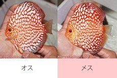 画像4: 【ディスカス】【通販】【産卵経験あり】スターダストポルカドット【個体ペア販売】15cm（生体） (4)