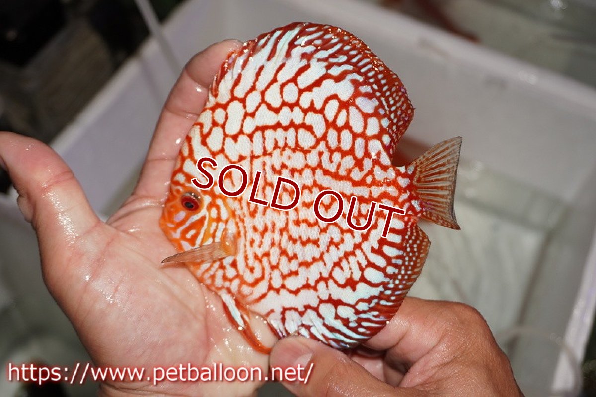 画像5: 【ディスカス】【通販】【産卵経験あり】スターダストポルカドット【個体ペア販売】15cm（生体） (5)