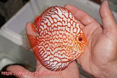 画像6: 【ディスカス】【通販】【産卵経験あり】スターダストポルカドット【個体ペア販売】15cm（生体） (6)