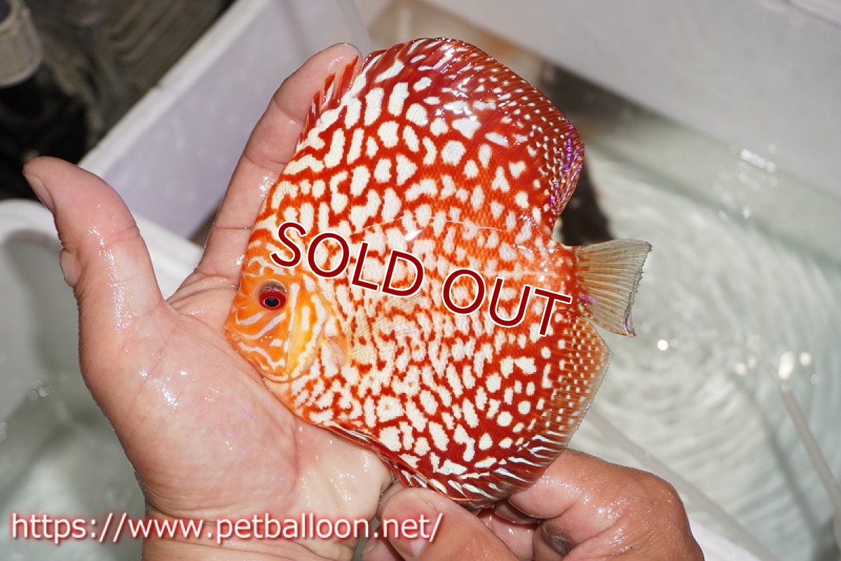 画像7: 【ディスカス】【通販】【産卵経験あり】スターダストポルカドット【個体ペア販売】15cm（生体） (7)