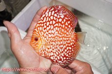 画像7: 【ディスカス】【通販】【産卵経験あり】スターダストポルカドット【個体ペア販売】15cm（生体） (7)