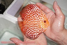 画像8: 【ディスカス】【通販】【産卵経験あり】スターダストポルカドット【個体ペア販売】15cm（生体） (8)