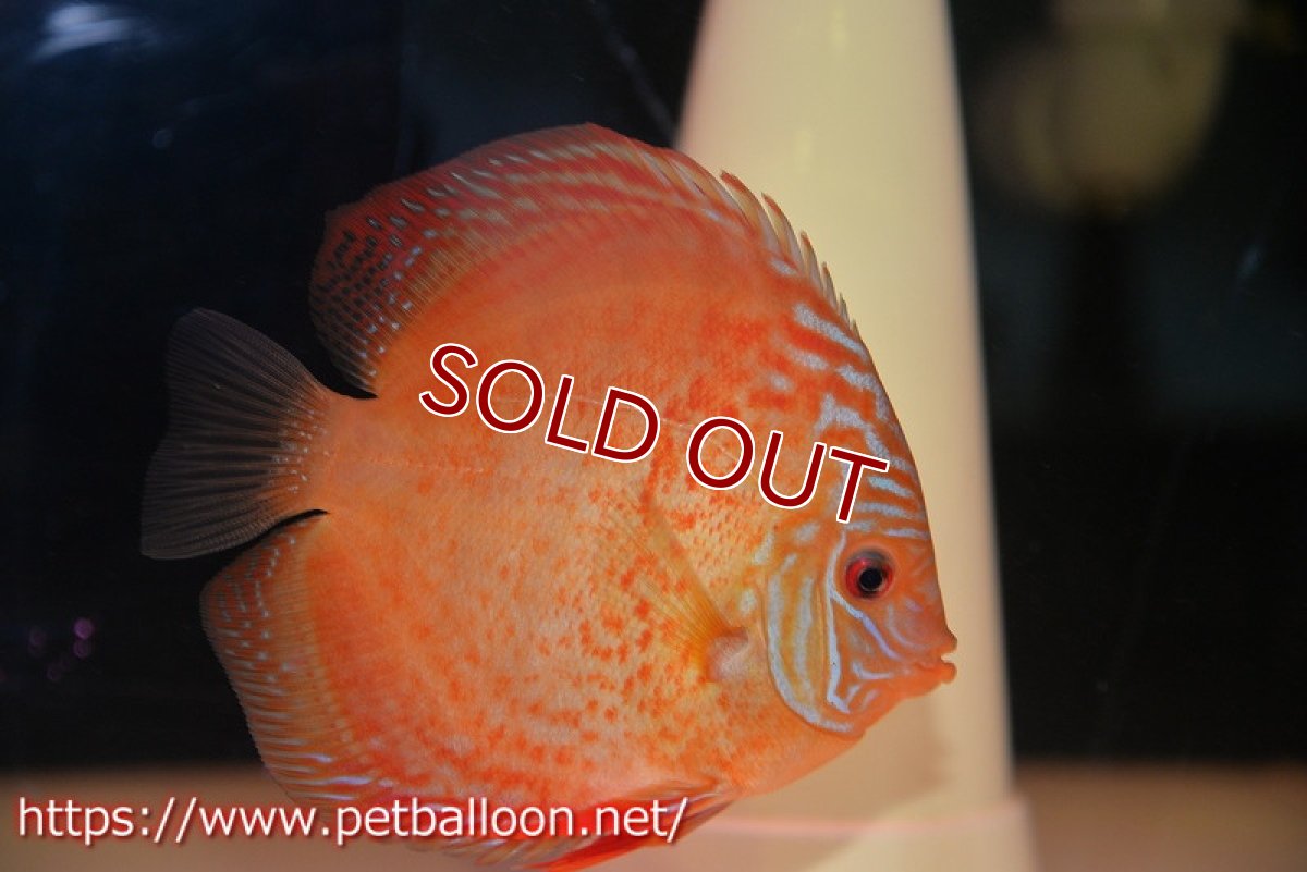 画像2: 【ディスカス】【通販】【産卵経験あり】【セレクトレッド個体】ラーゴパラコニブラッドレッドF2（レッドパッチタイプ）【個体ペア販売】12cm（生体）マレーシア　NAディスカスファーム (2)