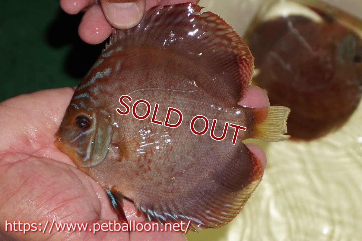 画像3: 【ディスカス】【通販】【産卵経験あり】【セレクトレッド個体】ラーゴパラコニブラッドレッドF2（レッドパッチタイプ）【個体ペア販売】12cm（生体）マレーシア　NAディスカスファーム (3)