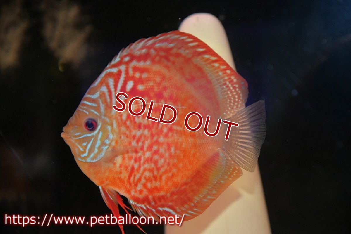 画像5: 【ディスカス】【通販】【産卵経験あり】【セレクトレッド個体】ラーゴパラコニブラッドレッドF2（レッドパッチタイプ）【個体ペア販売】12cm（生体）マレーシア　NAディスカスファーム (5)