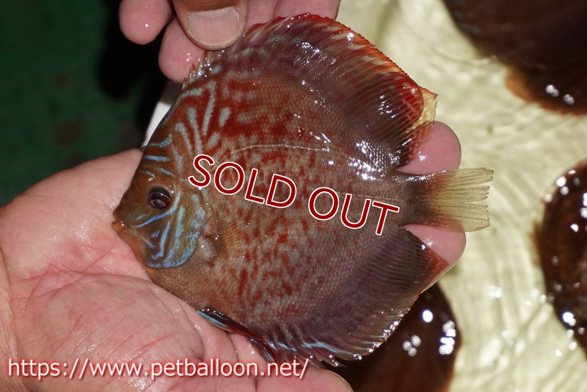 画像6: 【ディスカス】【通販】【産卵経験あり】【セレクトレッド個体】ラーゴパラコニブラッドレッドF2（レッドパッチタイプ）【個体ペア販売】12cm（生体）マレーシア　NAディスカスファーム (6)
