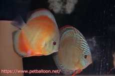 画像1: 【ディスカス】【通販】【セレクトレッド個体】ラーゴパラコニブラッドレッドF3クロスイサレッド（Typeディープレッド）【個体ペア販売】12cm（生体）マレーシア　KLディスカスファーム (1)