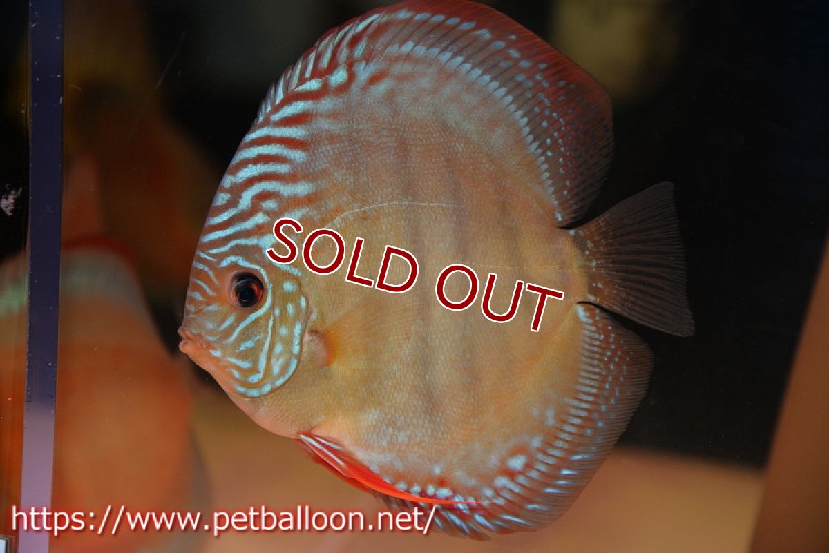 画像2: 【ディスカス】【通販】【セレクトレッド個体】ラーゴパラコニブラッドレッドF3クロスイサレッド（Typeディープレッド）【個体ペア販売】12cm（生体）マレーシア　KLディスカスファーム (2)