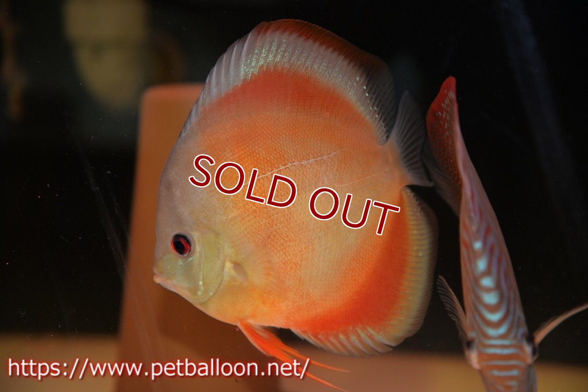 画像5: 【ディスカス】【通販】【セレクトレッド個体】ラーゴパラコニブラッドレッドF3クロスイサレッド（Typeディープレッド）【個体ペア販売】12cm（生体）マレーシア　KLディスカスファーム (5)