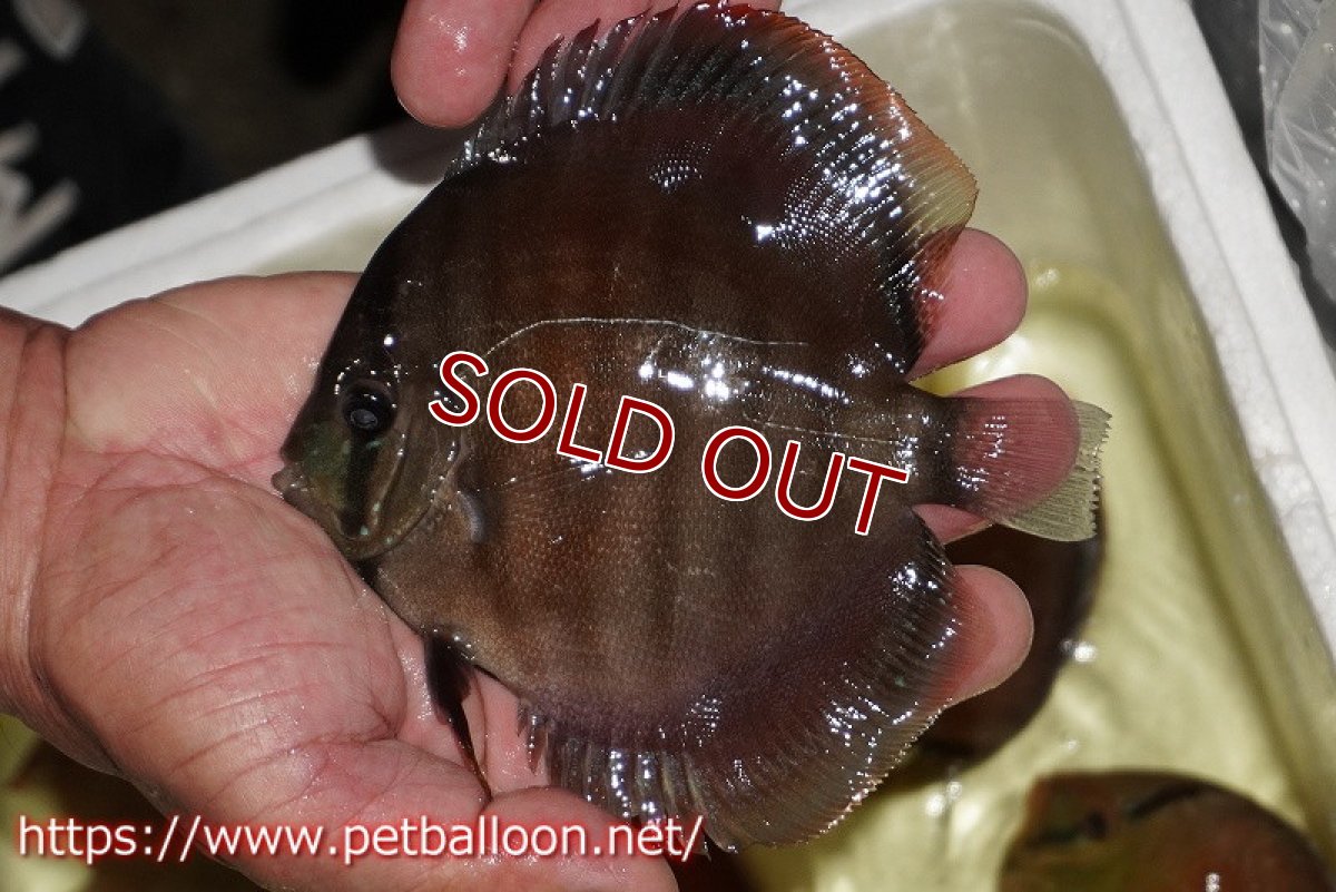 画像6: 【ディスカス】【通販】【セレクトレッド個体】ラーゴパラコニブラッドレッドF3クロスイサレッド（Typeディープレッド）【個体ペア販売】12cm（生体）マレーシア　KLディスカスファーム (6)