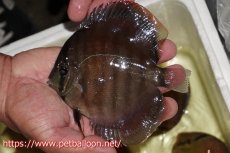 画像6: 【ディスカス】【通販】【セレクトレッド個体】ラーゴパラコニブラッドレッドF3クロスイサレッド（Typeディープレッド）【個体ペア販売】12cm（生体）マレーシア　KLディスカスファーム (6)