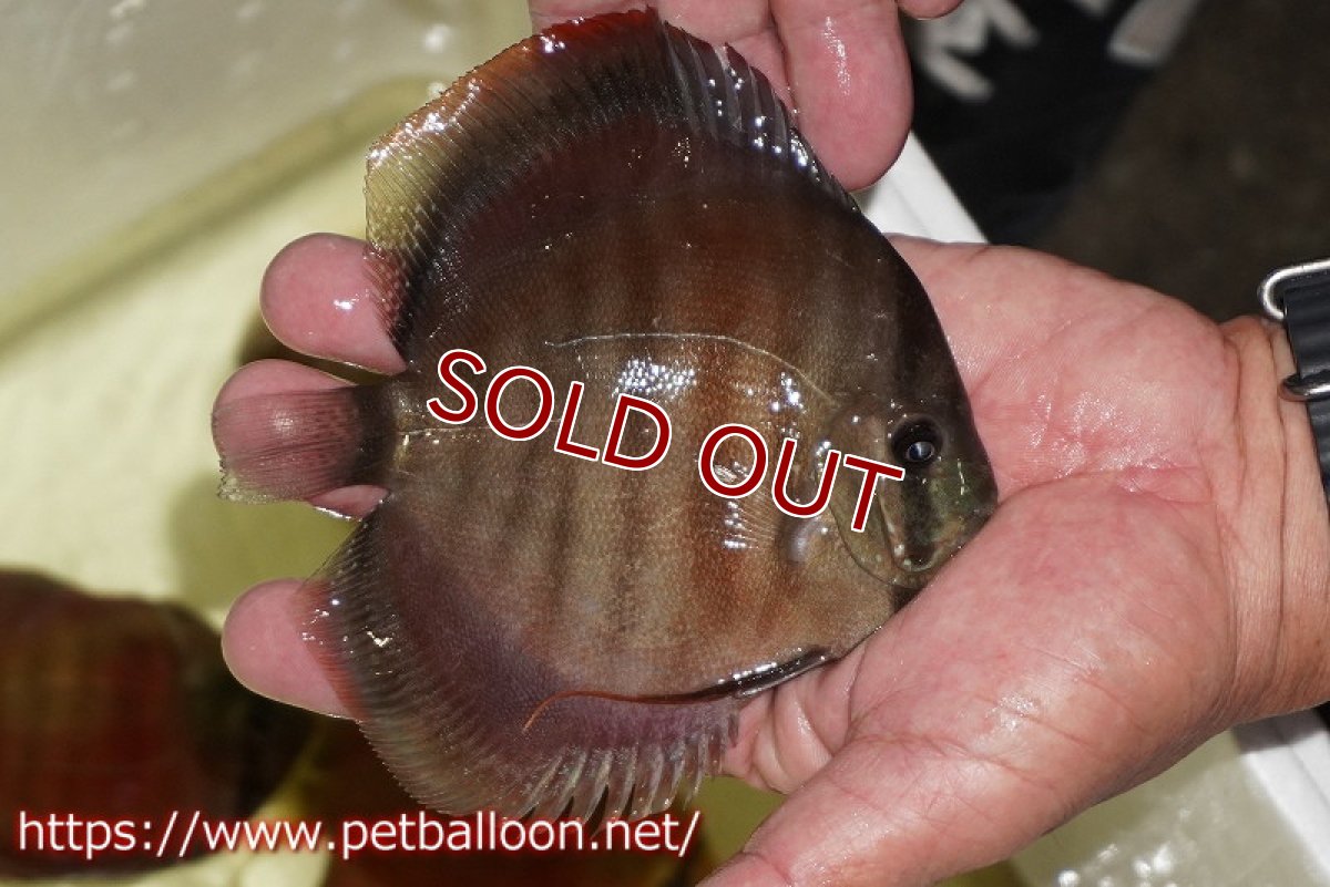 画像7: 【ディスカス】【通販】【セレクトレッド個体】ラーゴパラコニブラッドレッドF3クロスイサレッド（Typeディープレッド）【個体ペア販売】12cm（生体）マレーシア　KLディスカスファーム (7)