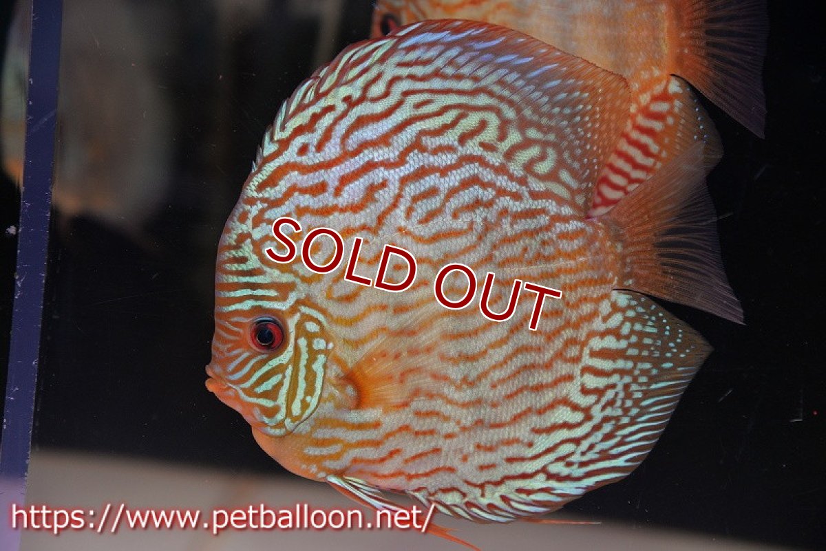 画像2: 【ディスカス】【通販】【コンテストグレード】アルタムスターライトレッドターコイズ ハイフォーム【個体ペア販売】16-17cm（生体）マレーシア　NAディスカスファーム (2)