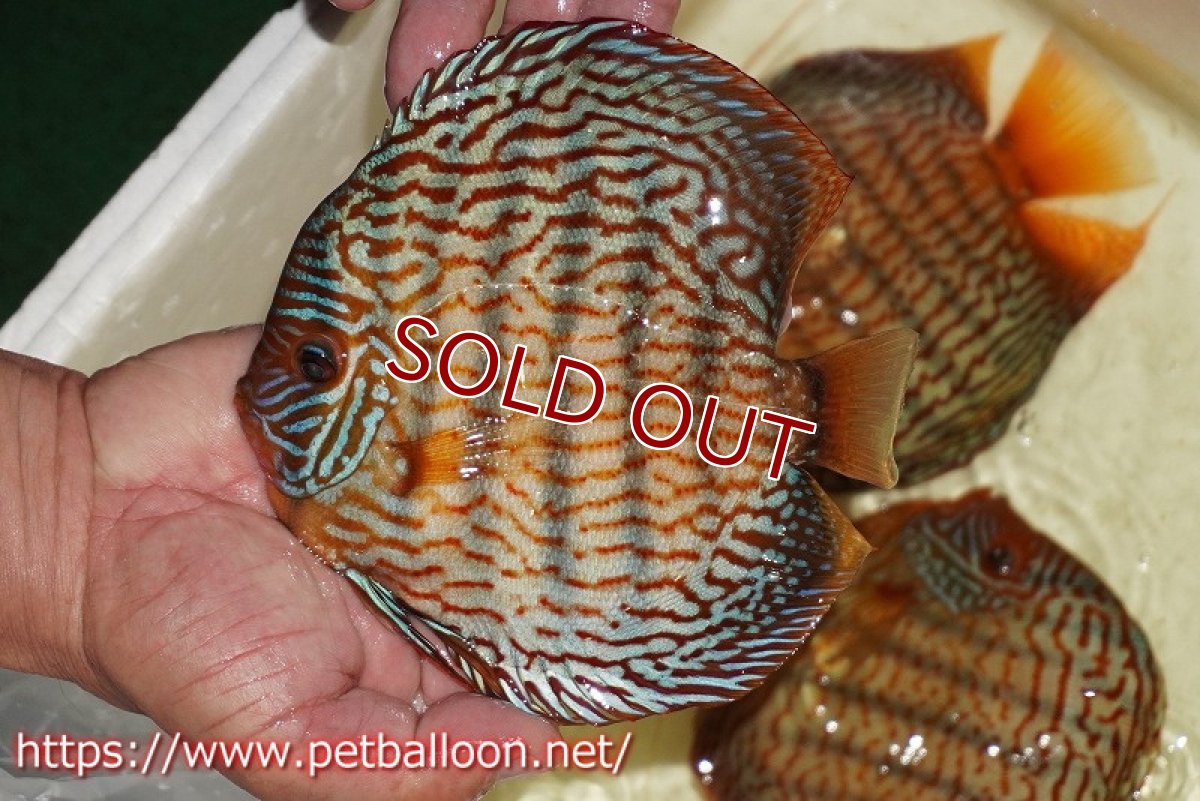 画像3: 【ディスカス】【通販】【コンテストグレード】アルタムスターライトレッドターコイズ ハイフォーム【個体ペア販売】16-17cm（生体）マレーシア　NAディスカスファーム (3)