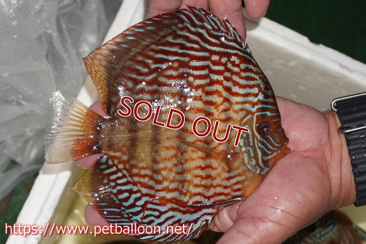 画像7: 【ディスカス】【通販】【コンテストグレード】アルタムスターライトレッドターコイズ ハイフォーム【個体ペア販売】16-17cm（生体）マレーシア　NAディスカスファーム (7)