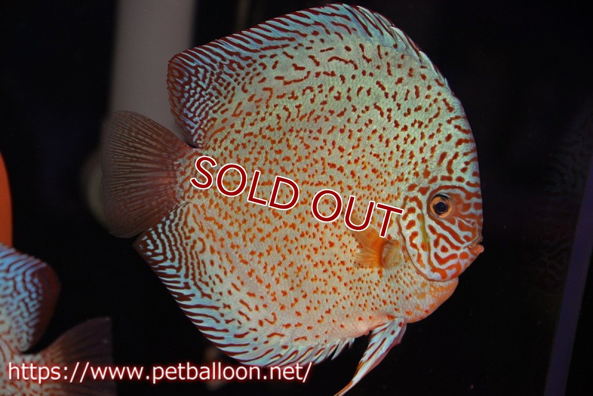 画像2: 【ディスカス】【通販】スーパーレッドキングバイパー（ハイフォーム）【個体ペア販売】17cm（生体）マレーシア　NAディスカスファーム (2)