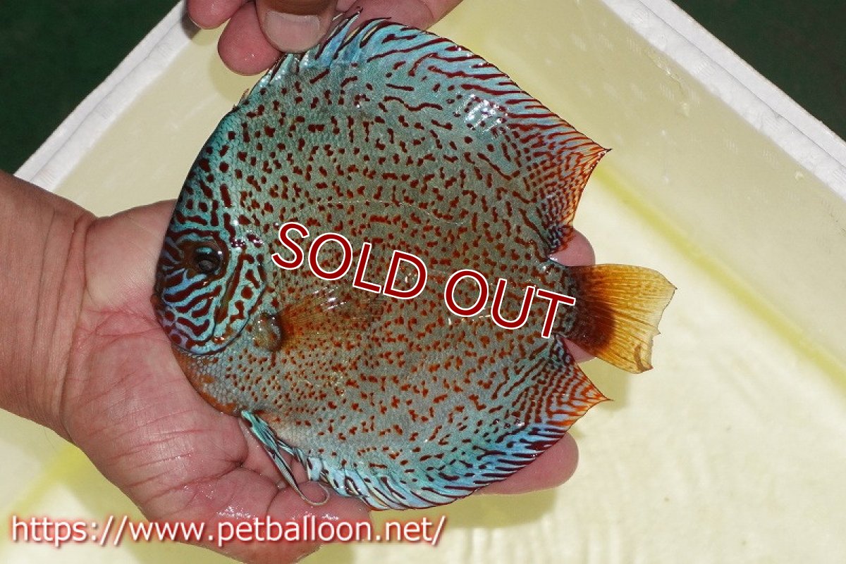 画像3: 【ディスカス】【通販】スーパーレッドキングバイパー（ハイフォーム）【個体ペア販売】17cm（生体）マレーシア　NAディスカスファーム (3)