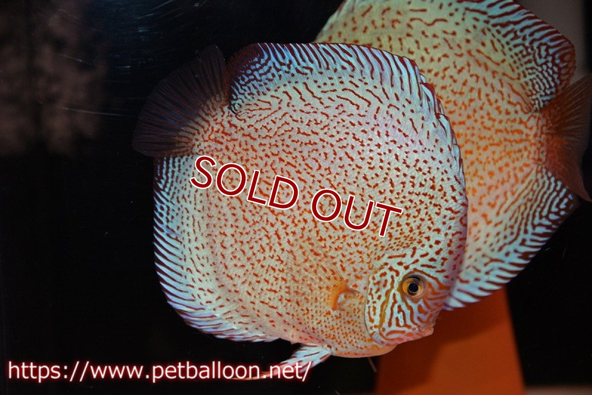 画像5: 【ディスカス】【通販】スーパーレッドキングバイパー（ハイフォーム）【個体ペア販売】17cm（生体）マレーシア　NAディスカスファーム (5)