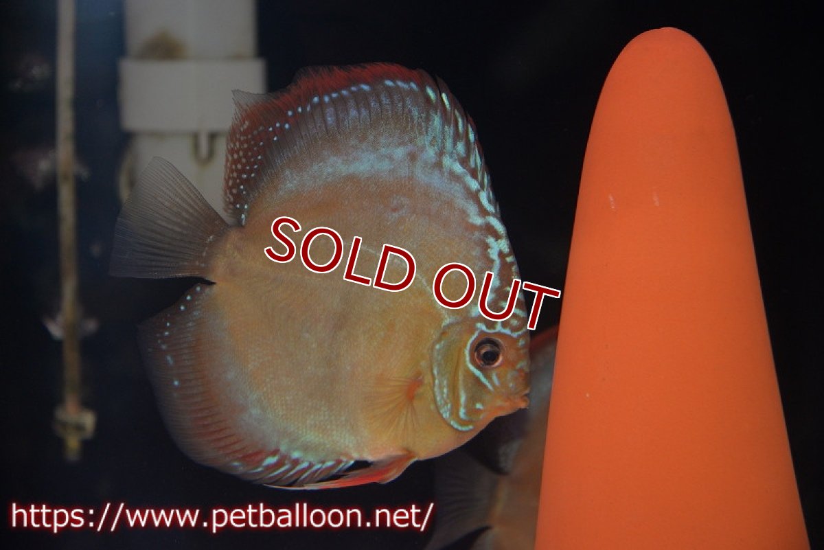 画像2: 【ディスカス】【通販】【産卵経験あり】【セレクトレッド個体】ラーゴパラコニブラッドレッドF3クロスイサレッド（Typeディープレッド）【個体ペア販売】13cm（生体）マレーシア　KLディスカスファーム (2)