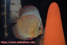 画像2: 【ディスカス】【通販】【産卵経験あり】【セレクトレッド個体】ラーゴパラコニブラッドレッドF3クロスイサレッド（Typeディープレッド）【個体ペア販売】13cm（生体）マレーシア　KLディスカスファーム (2)