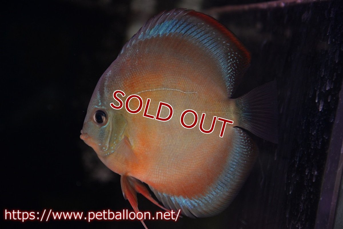 画像5: 【ディスカス】【通販】【産卵経験あり】【セレクトレッド個体】ラーゴパラコニブラッドレッドF3クロスイサレッド（Typeディープレッド）【個体ペア販売】13cm（生体）マレーシア　KLディスカスファーム (5)