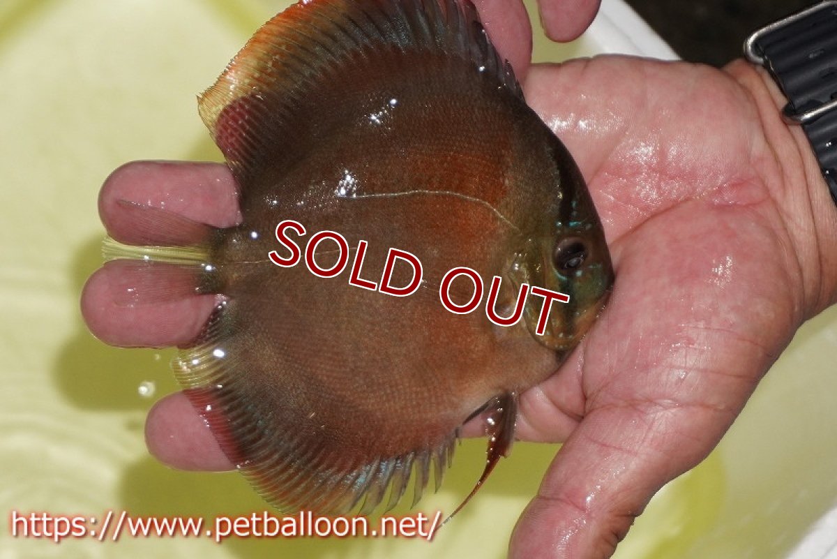 画像7: 【ディスカス】【通販】【産卵経験あり】【セレクトレッド個体】ラーゴパラコニブラッドレッドF3クロスイサレッド（Typeディープレッド）【個体ペア販売】13cm（生体）マレーシア　KLディスカスファーム (7)