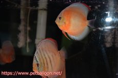 画像1: 【ディスカス】【通販】【産卵経験あり】【セレクトレッド個体】ラーゴパラコニブラッドレッドF3クロスイサレッド（Typeディープレッド）【個体ペア販売】13cm（生体）マレーシア　KLディスカスファーム (1)