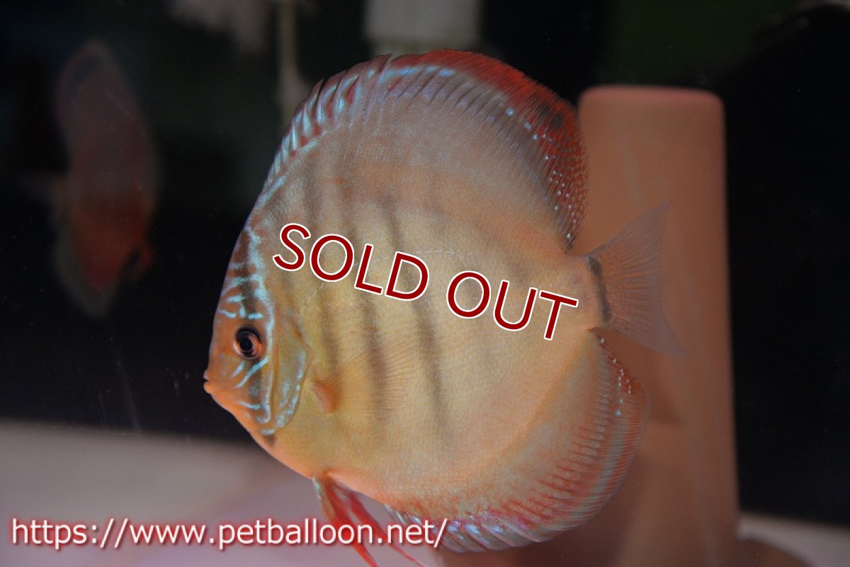 画像2: 【ディスカス】【通販】【産卵経験あり】【セレクトレッド個体】ラーゴパラコニブラッドレッドF3クロスイサレッド(Typeディープレッド)【個体ペア販売】13cm(生体)マレーシア KLディスカスファーム (2)