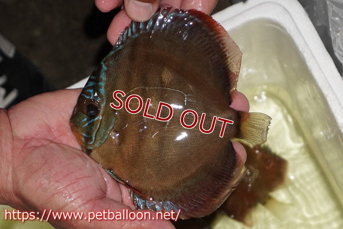 画像3: 【ディスカス】【通販】【産卵経験あり】【セレクトレッド個体】ラーゴパラコニブラッドレッドF3クロスイサレッド(Typeディープレッド)【個体ペア販売】13cm(生体)マレーシア KLディスカスファーム (3)