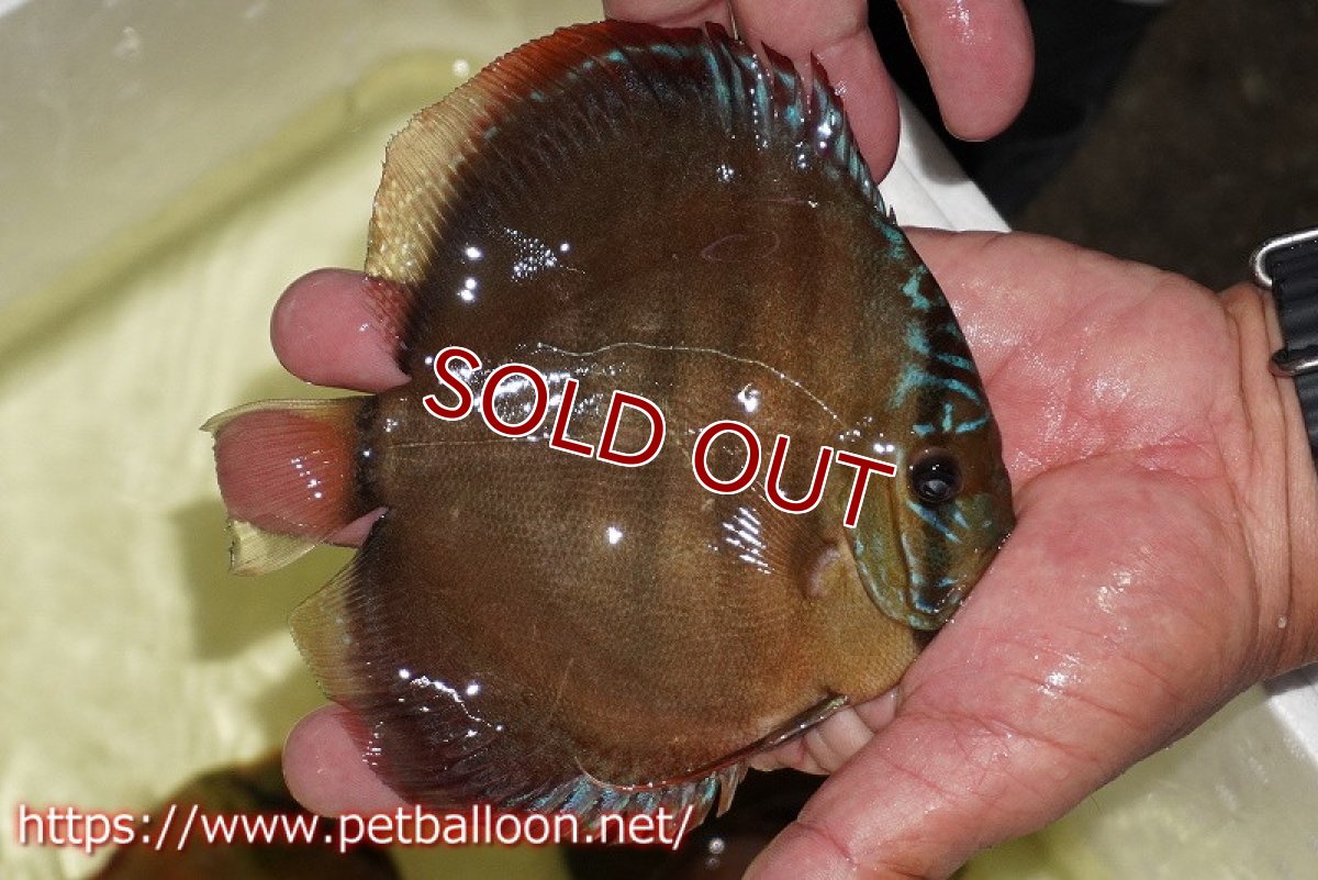 画像4: 【ディスカス】【通販】【産卵経験あり】【セレクトレッド個体】ラーゴパラコニブラッドレッドF3クロスイサレッド(Typeディープレッド)【個体ペア販売】13cm(生体)マレーシア KLディスカスファーム (4)