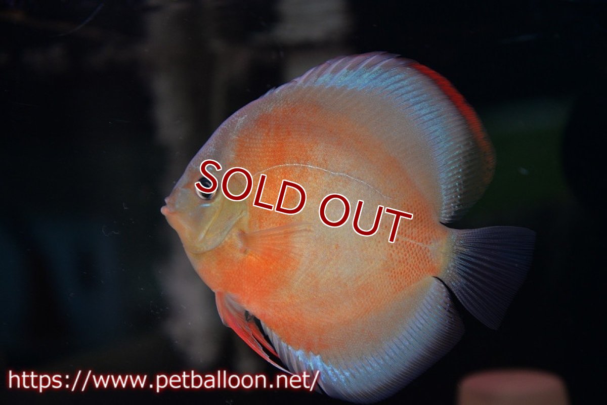 画像5: 【ディスカス】【通販】【産卵経験あり】【セレクトレッド個体】ラーゴパラコニブラッドレッドF3クロスイサレッド(Typeディープレッド)【個体ペア販売】13cm(生体)マレーシア KLディスカスファーム (5)