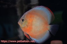 画像5: 【ディスカス】【通販】【産卵経験あり】【セレクトレッド個体】ラーゴパラコニブラッドレッドF3クロスイサレッド（Typeディープレッド）【個体ペア販売】13cm（生体）マレーシア　KLディスカスファーム (5)