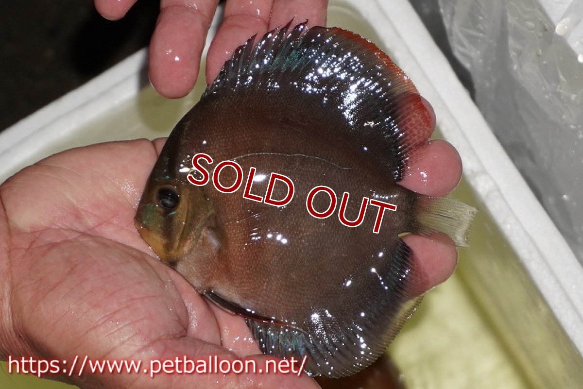 画像6: 【ディスカス】【通販】【産卵経験あり】【セレクトレッド個体】ラーゴパラコニブラッドレッドF3クロスイサレッド(Typeディープレッド)【個体ペア販売】13cm(生体)マレーシア KLディスカスファーム (6)