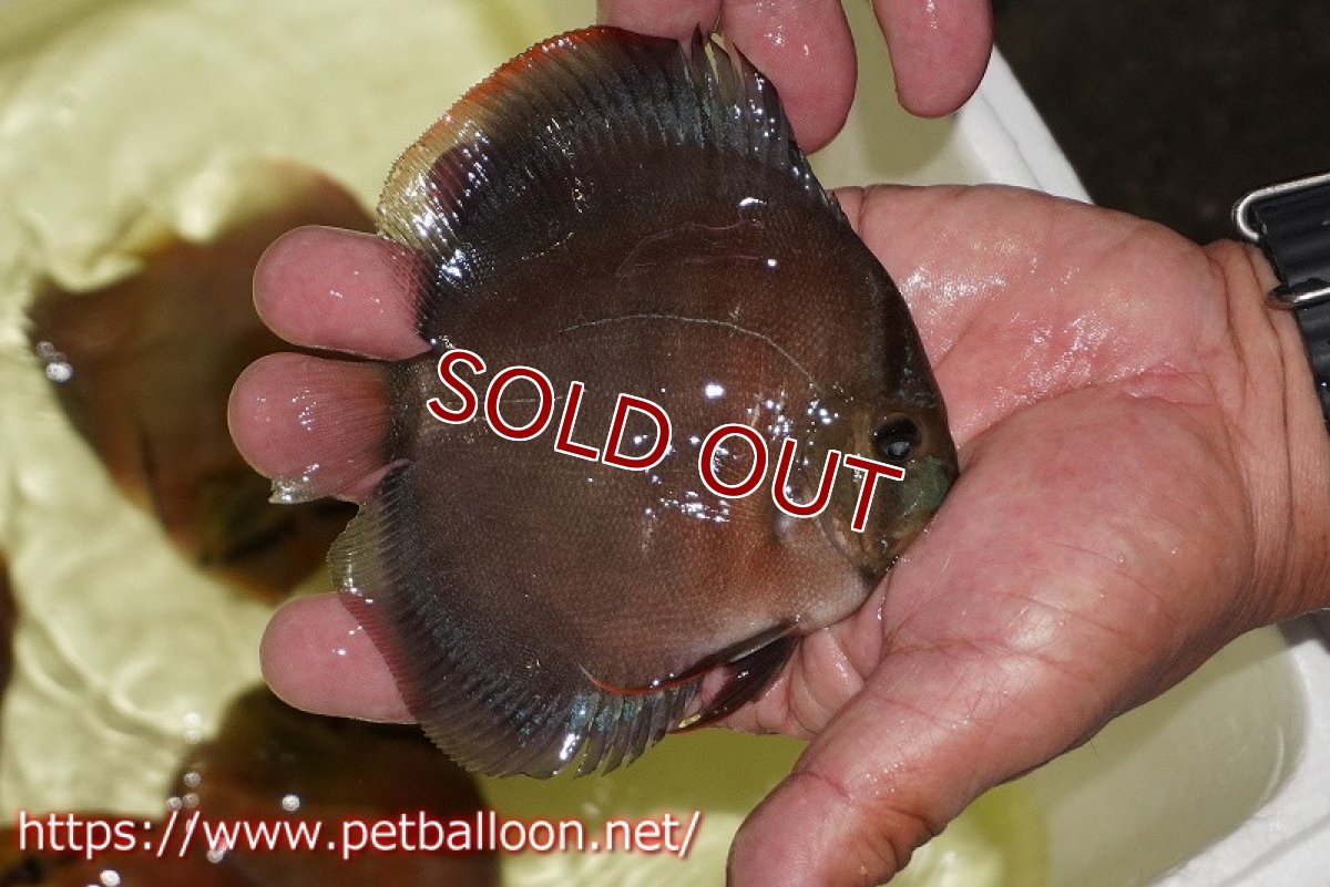 画像7: 【ディスカス】【通販】【産卵経験あり】【セレクトレッド個体】ラーゴパラコニブラッドレッドF3クロスイサレッド(Typeディープレッド)【個体ペア販売】13cm(生体)マレーシア KLディスカスファーム (7)