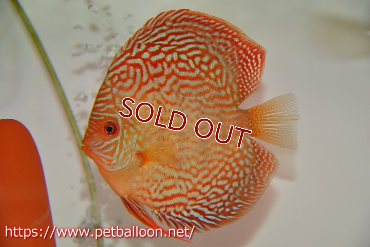 画像2: 【ディスカス】【通販】アルタムスターライトレッドターコイズ ハイフォーム【個体ペア販売】13-14cm（生体）マレーシア　NAディスカスファーム (2)