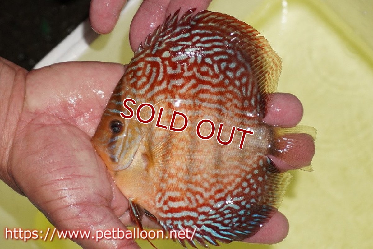 画像3: 【ディスカス】【通販】アルタムスターライトレッドターコイズ ハイフォーム【個体ペア販売】13-14cm（生体）マレーシア　NAディスカスファーム (3)