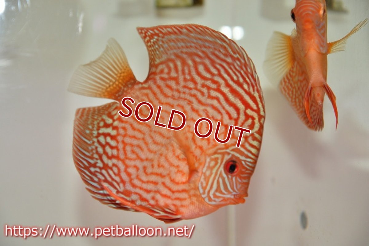 画像5: 【ディスカス】【通販】アルタムスターライトレッドターコイズ ハイフォーム【個体ペア販売】13-14cm（生体）マレーシア　NAディスカスファーム (5)