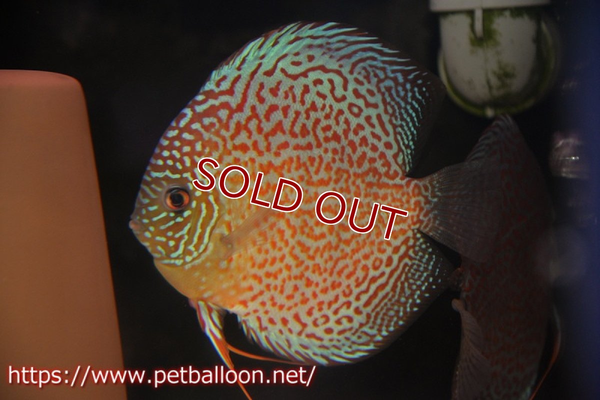 画像2: 【ディスカス】【通販】【産卵経験あり】サクラリングレオパード（ハイフォーム）【個体ペア販売】15-16cm （生体）マレーシア　KLディスカスファーム (2)