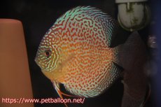 画像2: 【ディスカス】【通販】【産卵経験あり】サクラリングレオパード（ハイフォーム）【個体ペア販売】15-16cm （生体）マレーシア　KLディスカスファーム (2)
