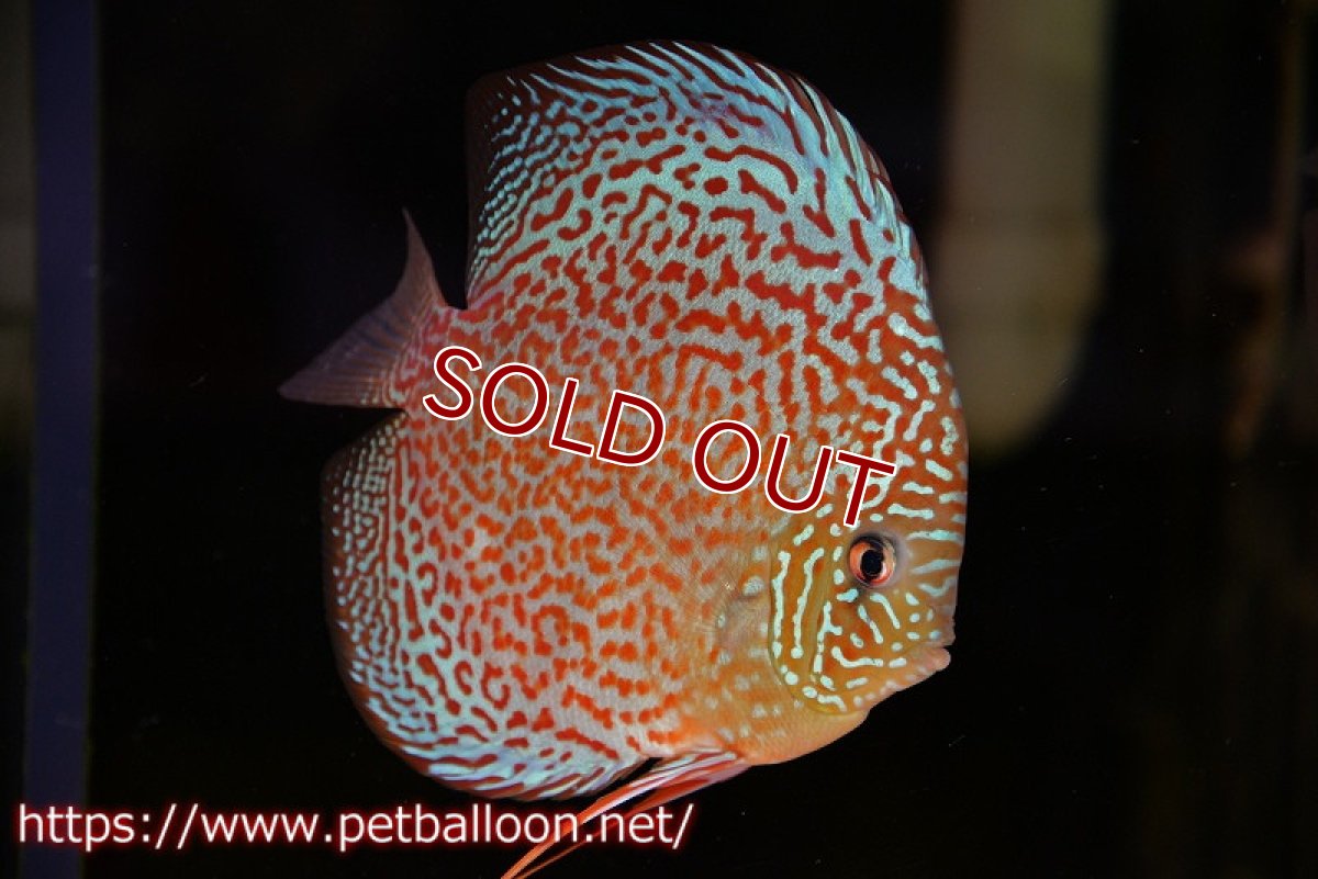 画像3: 【ディスカス】【通販】【産卵経験あり】サクラリングレオパード（ハイフォーム）【個体ペア販売】15-16cm （生体）マレーシア　KLディスカスファーム (3)