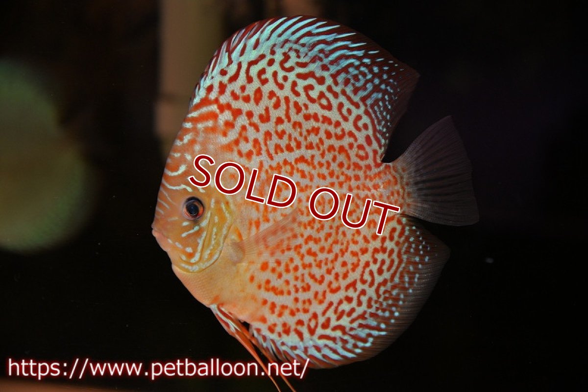 画像4: 【ディスカス】【通販】【産卵経験あり】サクラリングレオパード（ハイフォーム）【個体ペア販売】15-16cm （生体）マレーシア　KLディスカスファーム (4)