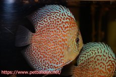 画像5: 【ディスカス】【通販】【産卵経験あり】サクラリングレオパード（ハイフォーム）【個体ペア販売】15-16cm （生体）マレーシア　KLディスカスファーム (5)